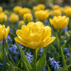 Tulpe 'Monte Carlo' - 25 Stück