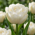 Tulpe 'Mount Tacoma' - 25 Stück - LumiBlumi