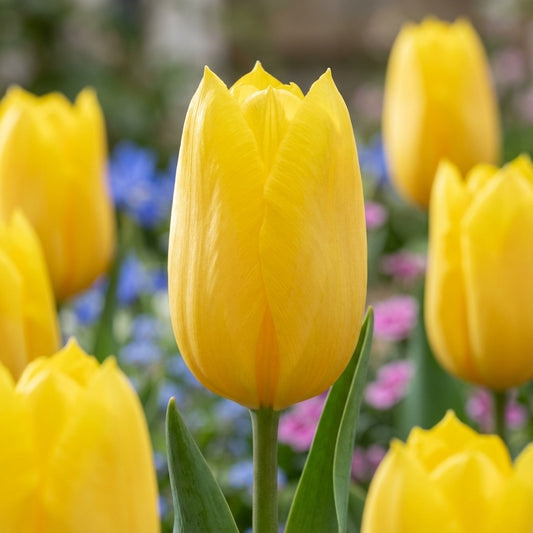 Tulpe 'Muscadet' - 20 Stück