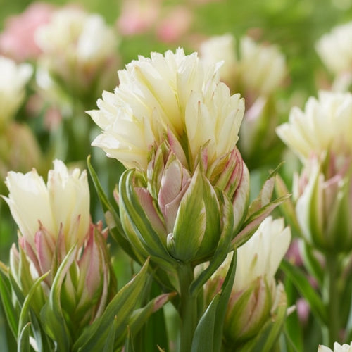 Tulpe 'Mystery Valley' - 8 Stück - LumiBlumi