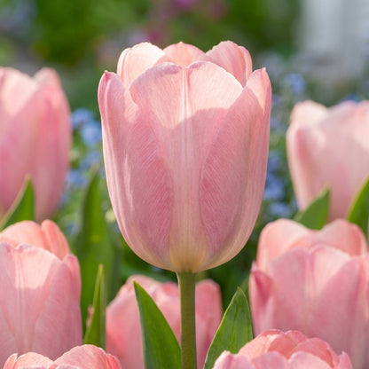 Tulpe 'Mystic Van Eijk' - 20 Stück