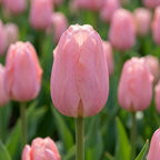 Tulpe 'Mystic Van Eijk' - 20 Stück - LumiBlumi
