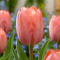 Tulpe 'Mystic Van Eijk' - 20 Stück - LumiBlumi