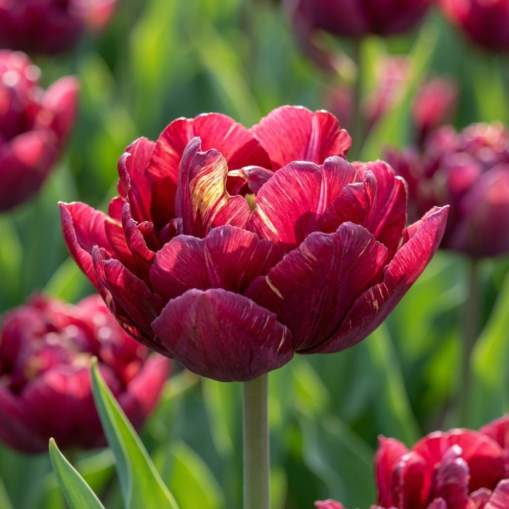 Tulipa 'Nachtwacht' - Tulpe