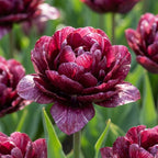 Tulipa 'Nachtwacht' - Tulpe