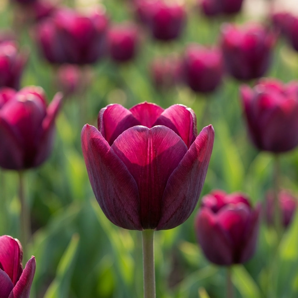 Tulpe 'National Velvet' - 20 Stück