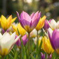 Tulpe 'Naturalisierung Mischung' - 25 Stück