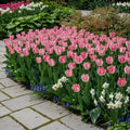 Tulpe 'Neglige' - 15 Stück