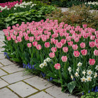 Tulpe 'Neglige' - 15 Stück
