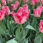 Tulpe 'Neglige' - 15 Stück