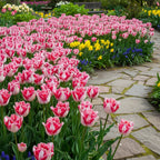 Tulpe 'Neglige' - 15 Stück