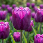Tulpe 'Negrita' - 20 Stück - LumiBlumi