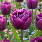 Tulpe 'Negrita Double' - 15 Stück - LumiBlumi