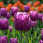 Tulpe 'Negrita' - 20 Stück - LumiBlumi