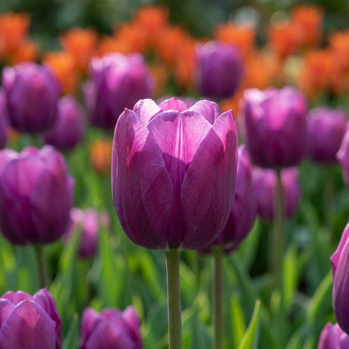 Tulpe 'Negrita' - 20 Stück - LumiBlumi