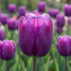 Tulpe 'Negrita' - 20 Stück - LumiBlumi