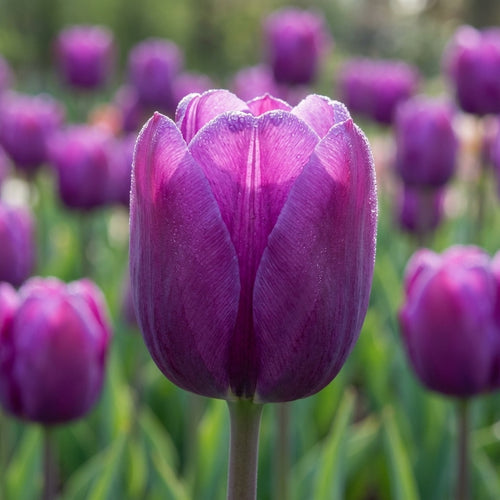 Tulpe 'Negrita' - 20 Stück - LumiBlumi
