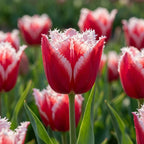 Tulpe 'New Santa' - 20 Stück - LumiBlumi