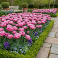 Tulpe 'Newcastle' - 15 Stück - LumiBlumi