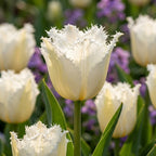 Tulpe 'Noordeinde' - 25 Stück - LumiBlumi