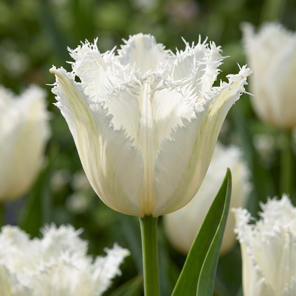 Tulpe 'Noordeinde' - 25 Stück - LumiBlumi