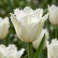 Tulpe 'Noordeinde' - 25 Stück - LumiBlumi