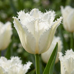 Tulpe 'Noordeinde' - 25 Stück - LumiBlumi