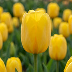 Tulpe 'Novi Sun' - 25 Stück - LumiBlumi