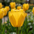Tulpe 'Novi Sun' - 25 Stück - LumiBlumi