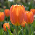 Tulpe 'Orange Brilliant' - 25 Stück - LumiBlumi