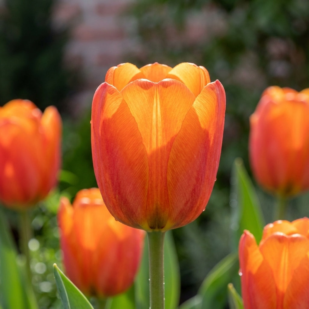 Tulpe 'Orange Cassini' - 25 Stück