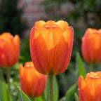 Tulpe 'Orange Cassini' - 25 Stück