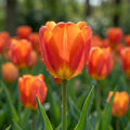 Tulpe 'Orange Cassini' - 25 Stück