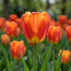 Tulpe 'Orange Cassini' - 25 Stück