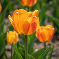 Tulipa 'Orange Lion' - Tulpe - LumiBlumi