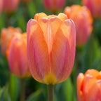 Tulpe 'Orange Pride' - 25 Stück - LumiBlumi