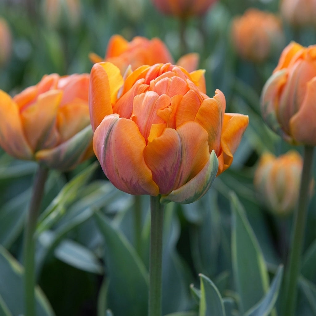 Tulipa 'Orange Princess' - Tulpe - LumiBlumi