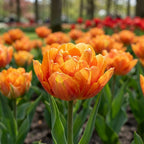 Tulipa 'Orange Princess' - Tulpe - LumiBlumi
