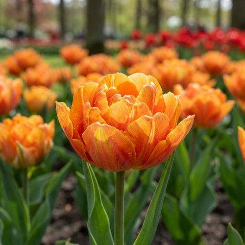 Tulipa 'Orange Princess' - Tulpe - LumiBlumi