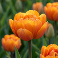 Tulipa 'Orange Princess' - Tulpe - LumiBlumi