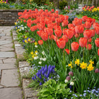 Tulpe 'Orange Van Eijk' - 25 Stück - LumiBlumi