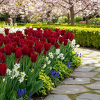 Tulpe 'Pacific Pearl' - 20 Stück