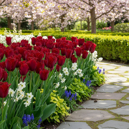 Tulpe 'Pacific Pearl' - 20 Stück - LumiBlumi