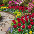 Tulpe 'Pacific Pearl' - 20 Stück