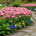 Tulipa 'Paleis Het Loo' - Tulpe - LumiBlumi