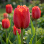 Tulpe 'Parade' - 25 Stück - LumiBlumi