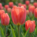 Tulpe 'Parade' - 25 Stück - LumiBlumi