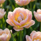 Tulpe 'Passwort' - 10 Stück