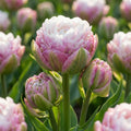 Tulpe 'Peggy Wonder' - 15 Stück