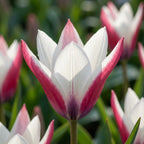 Tulipa 'Clusiana Peppermint Stick' - Tulpe